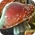 尼克斯VS活塞G2首發(fā)：布倫森&唐斯領(lǐng)銜紐約五虎 康寧漢姆出戰(zhàn)