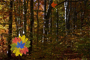 �������ɭ��