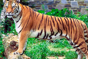 Ұ������������