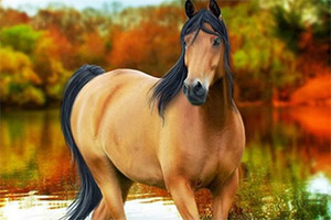 ���ڵ�����ƴͼ