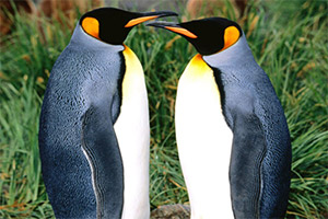 �ɰ����ƴһƴ