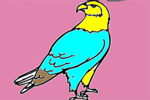 ��ӥͼ����