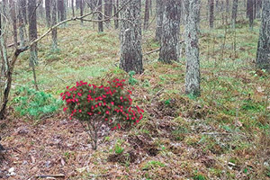 ���뱴���ɵ�ɭ��