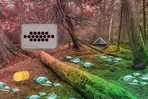 �鲣��ɭ������