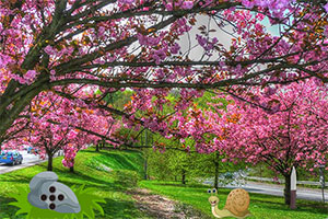 ����˫��̥�к�