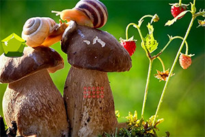 С��������