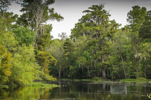 ����ɭ��֮��