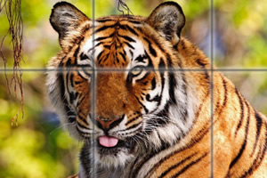 �ɰ����ﻬ��ƴͼ